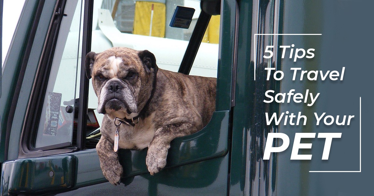 Blog - 5 Tips To Travel Safely With Your Pet | tripXOXO